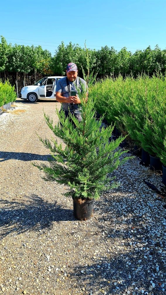 Leylandy verde ideal pentru a forma un gard viu veșnic verde