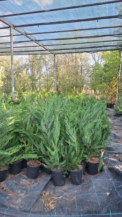 Бързорастящи и вечнозелени растения