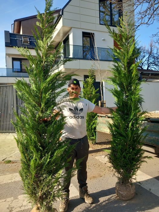 Tuia smarald Tuia Leilandi copaci ornamentali