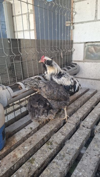 Araucana  argintiu 2×1