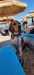 Donez Beagle Tricolor