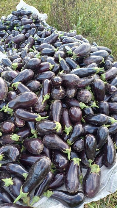Vinete de vânzare