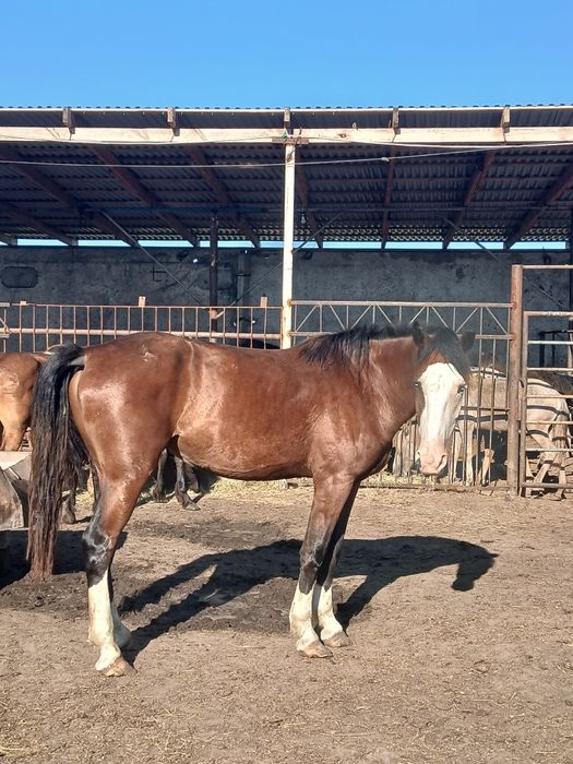 Продам 3х годовалых