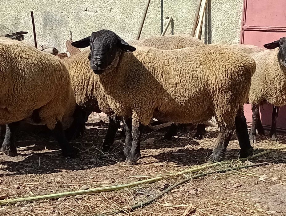 Vând berbec Suffolk