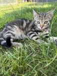 Dau spre adoptie