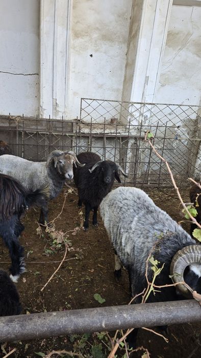 Tagallar tez va arzon narxlarda sotiladi