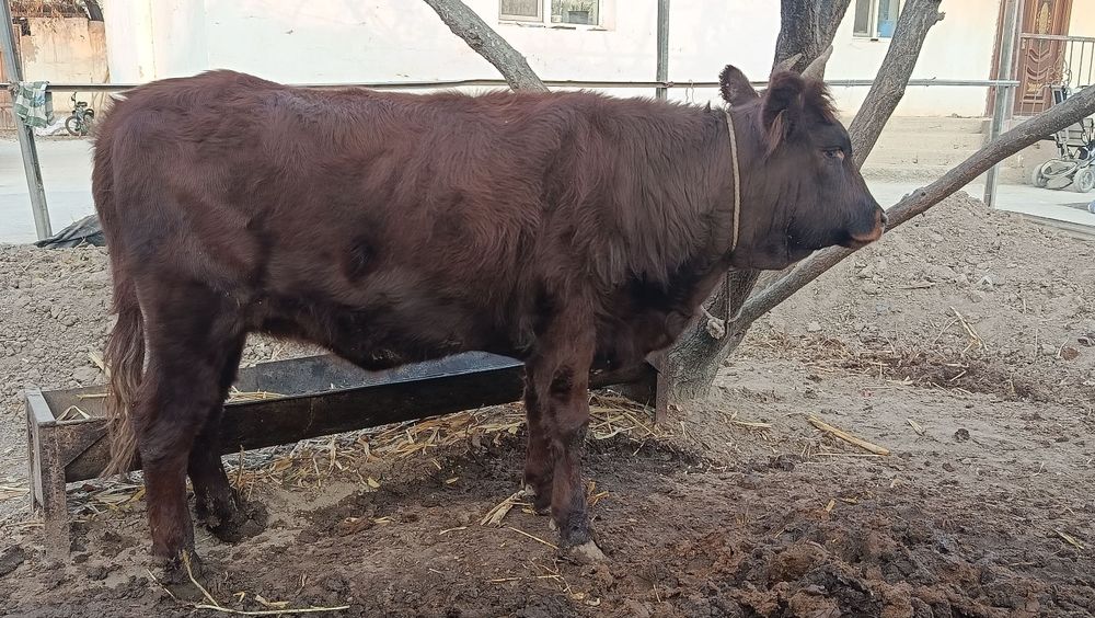 Кашар баспак, 130кг дай, нокис кум ауыл