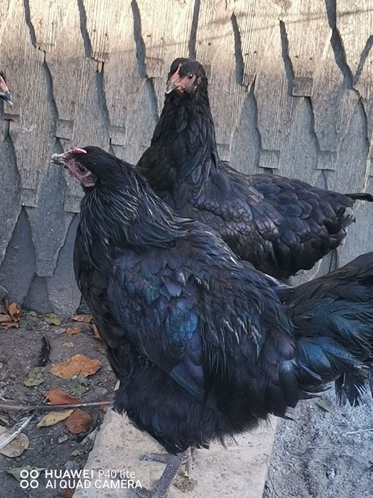 Cocoși crescuți la țară