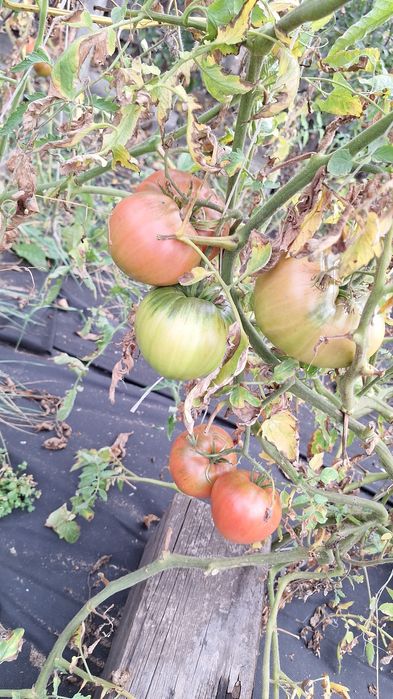 Продам дачу в Сортировке, общество Ромашка