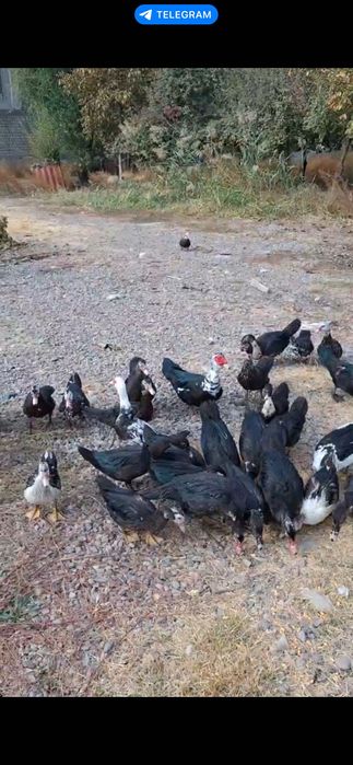 Индоутка сотилади, кичкина ва катта