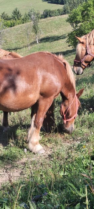 Vând manza de doi ani