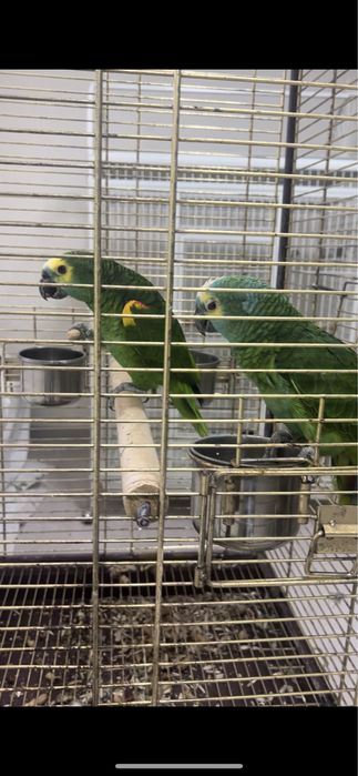 Синелобые Амазоны, пара