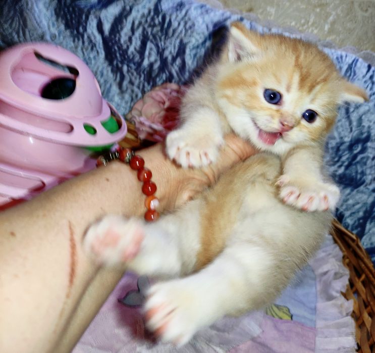 Продается шикарный котенок мальчик, золотая шиншилла.