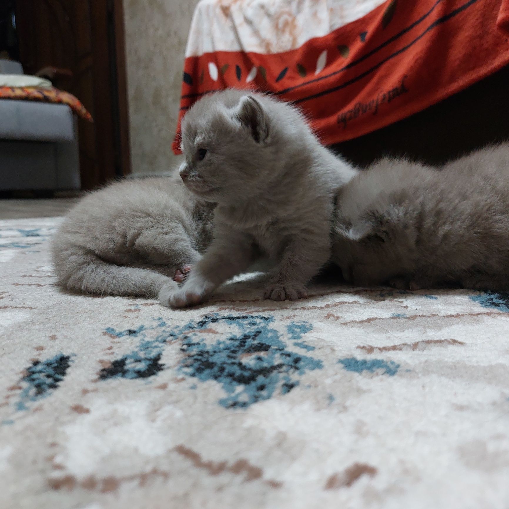 Котята шатландской пароды к продаже через месяц