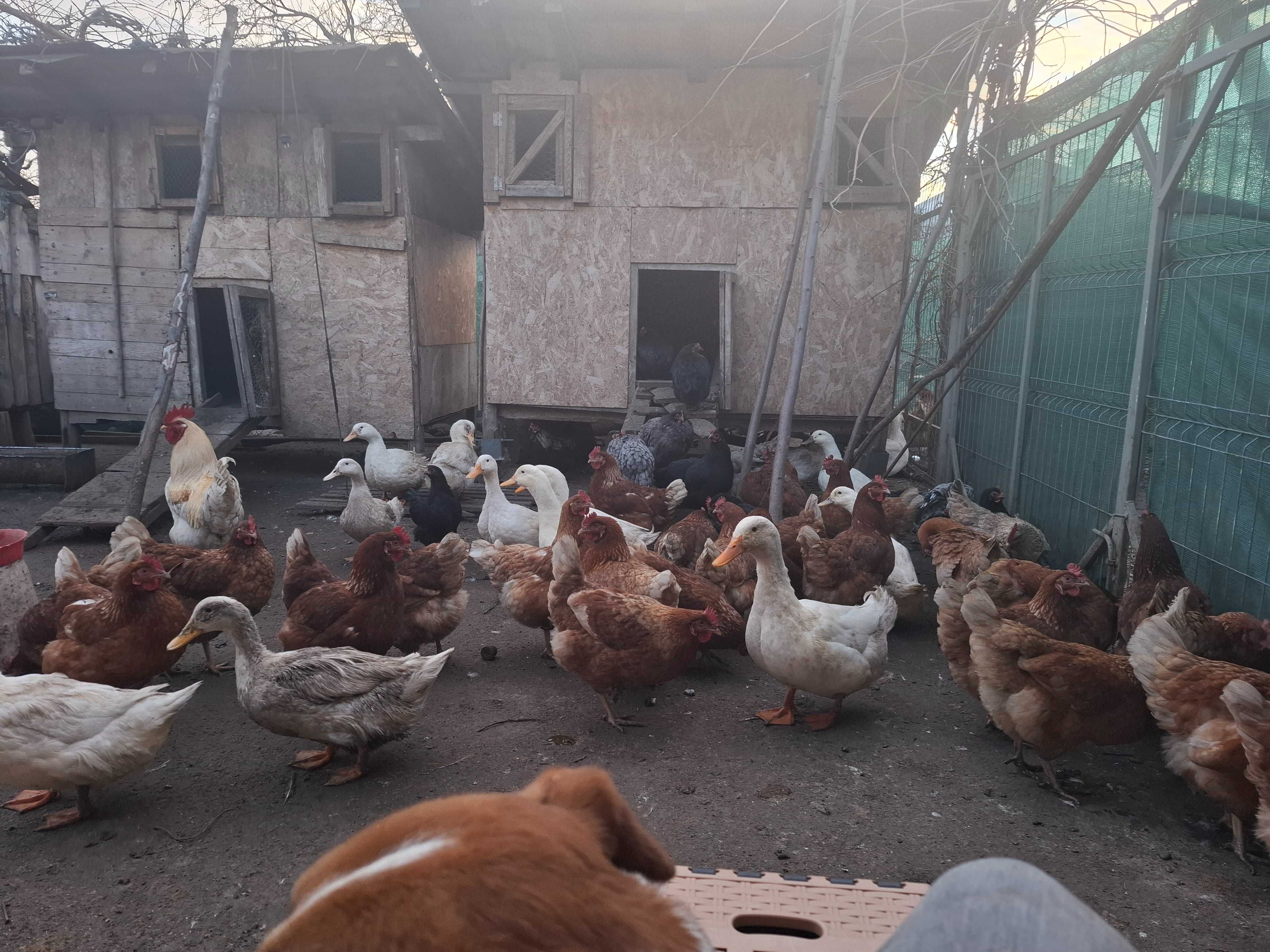 Ouă proaspete de casă – direct de la găini crescute natural!
