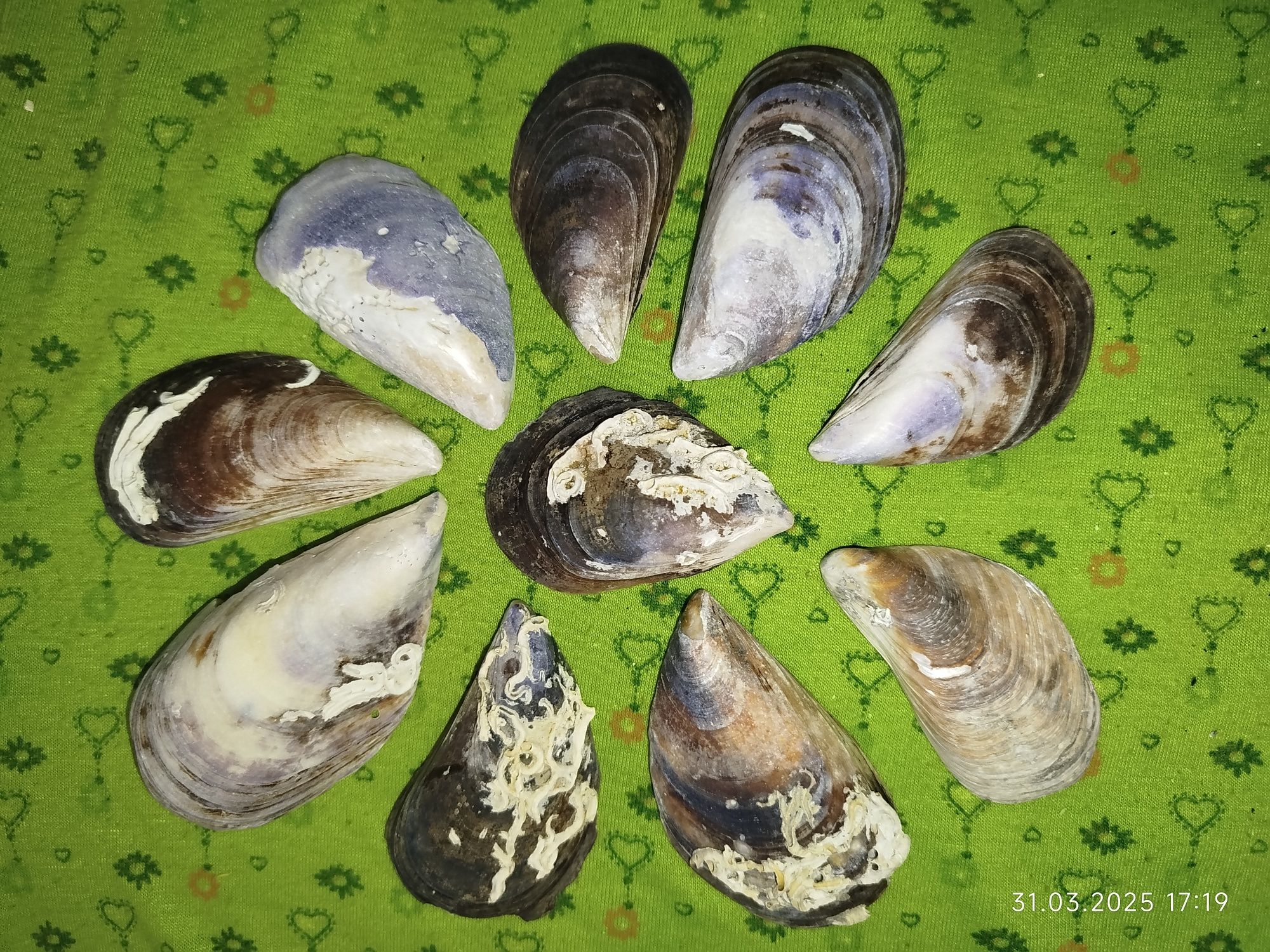 Ракушки натуральные из морей