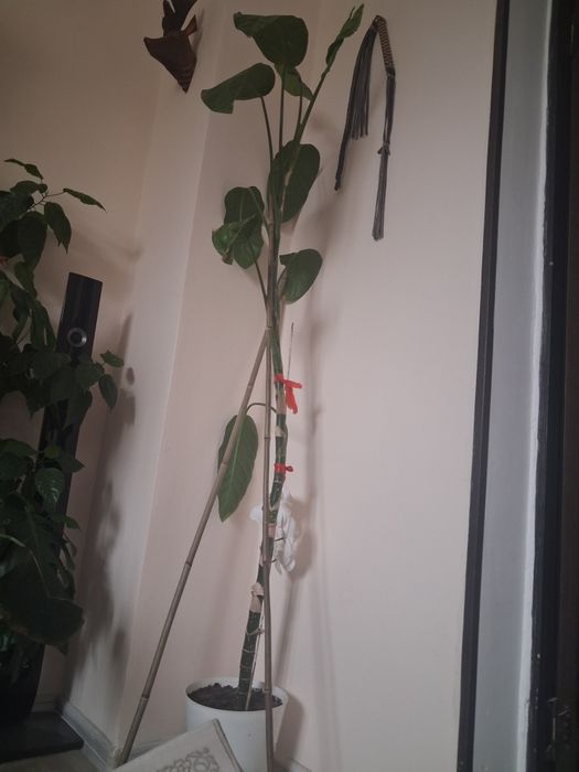 Үй гүлдері сатылымда. Өте жақсы жағдайда қаралған үй гүлдері.