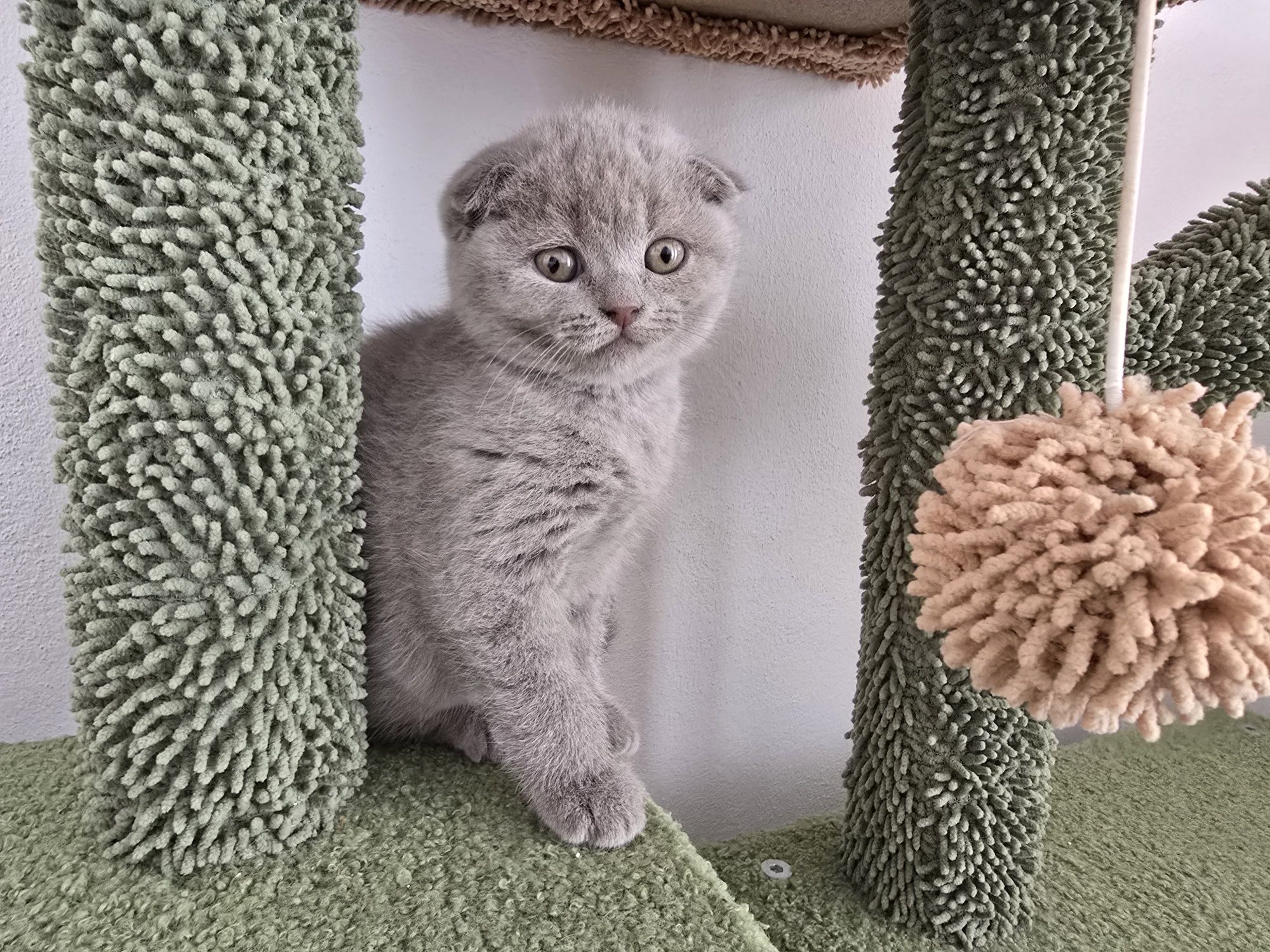 Pisici british shorthaire