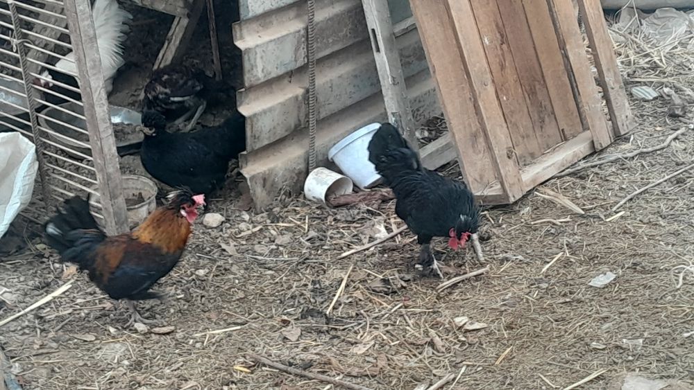 Японский қораздар дәкен шөжелер