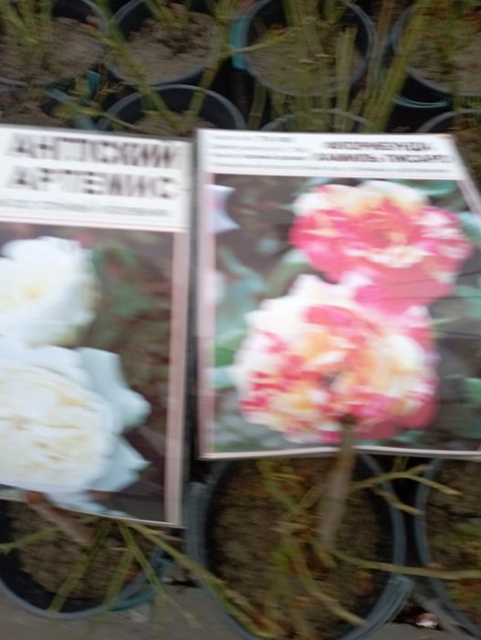 Gullar ekish xizmati