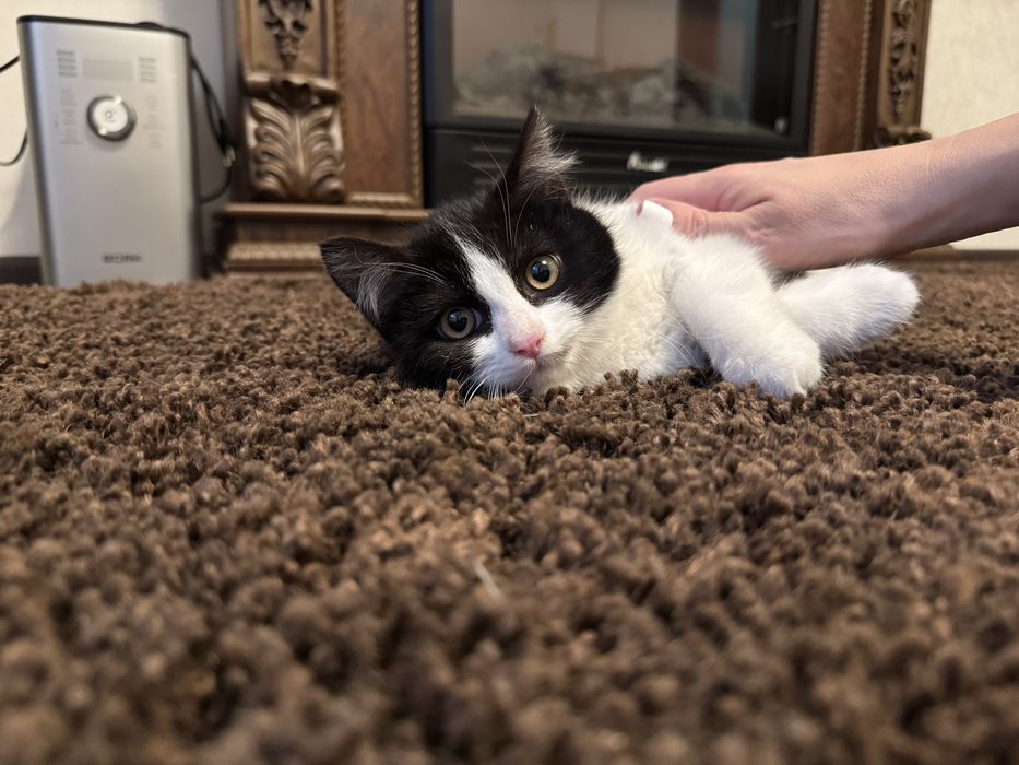 Дарю кошечку.