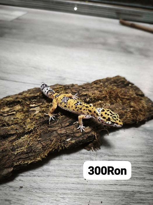 Soparla Gecko Leopard