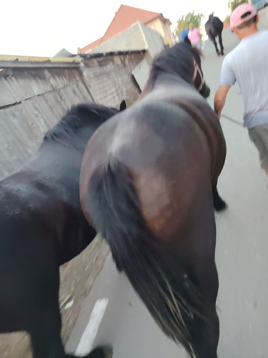 Mânză de 3 ani ,