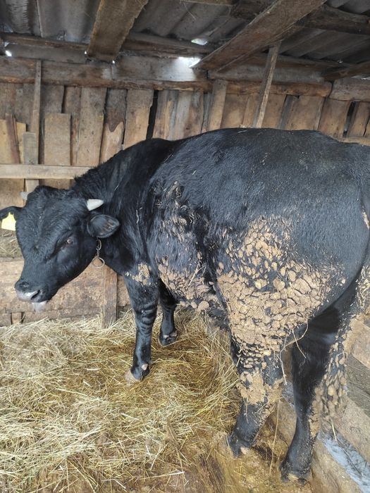 Продам быка 1.3 года