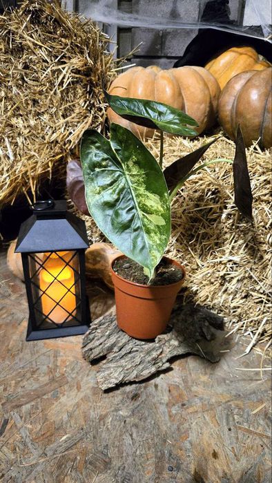 Алоказия венти вар