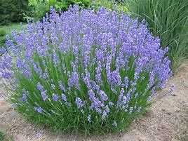 Lavanda lavandula aromatica Mahonia