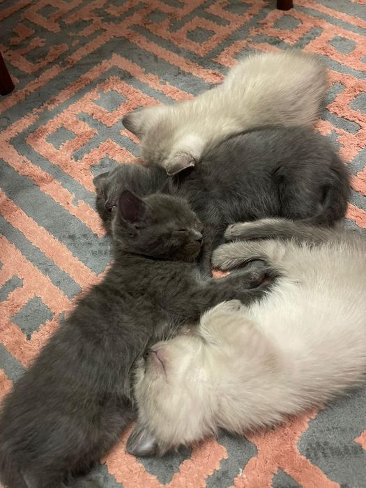 Котята сиамский породы