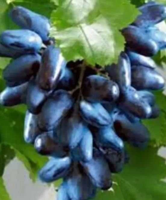 Butasi vita de vie  pomi fructiferi columnari 50+25 gratis