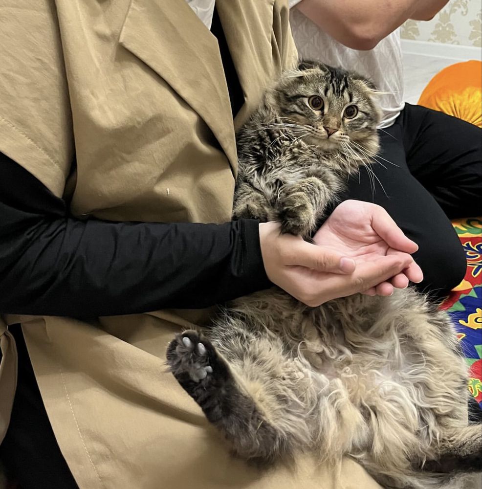 Кошка шатыстыруга