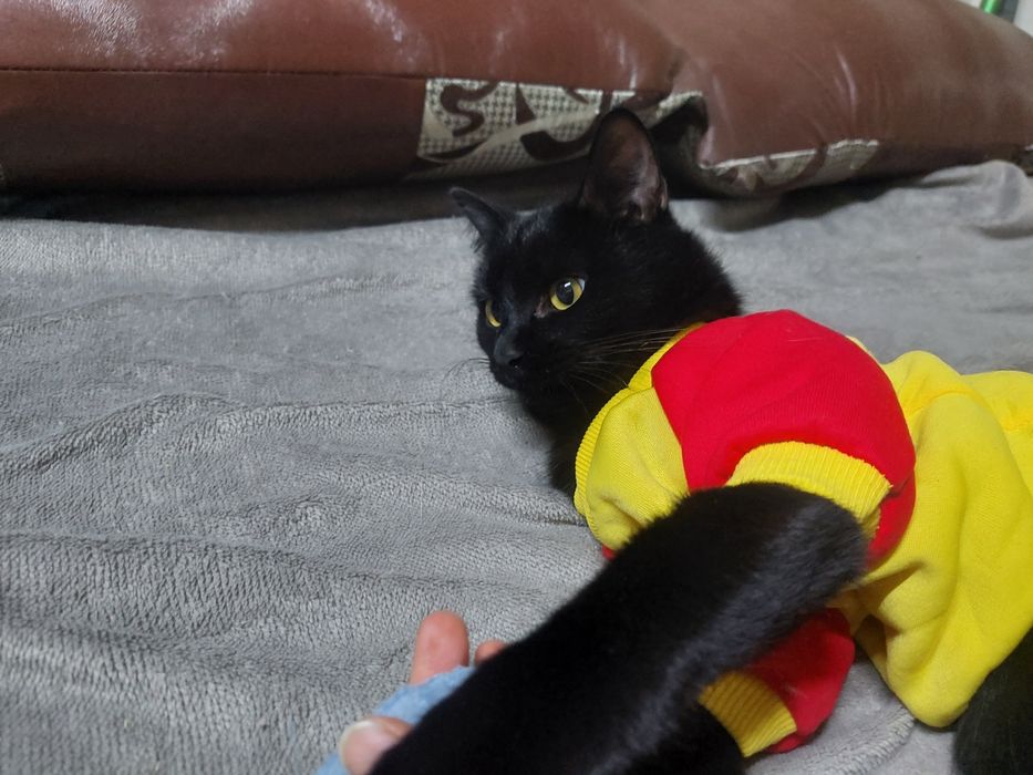 Кот ищет семью и дом