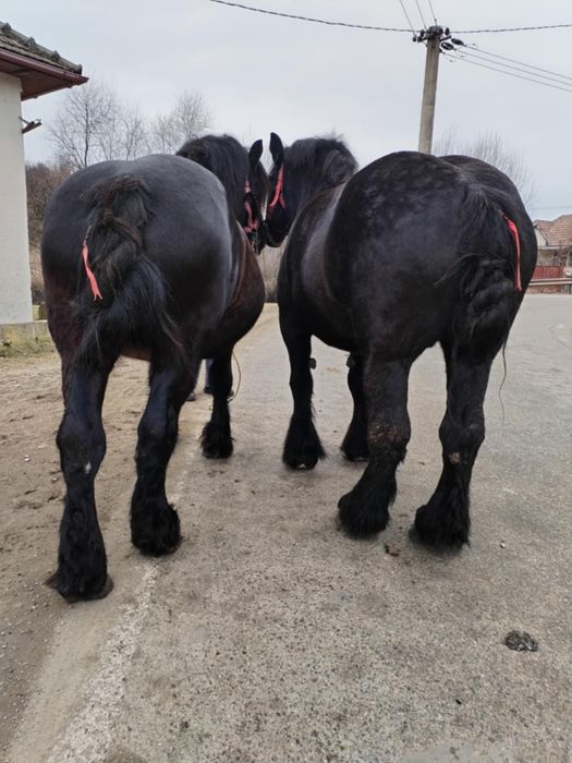 Vând iepe sau schimb cu tractor 4x4 osii sau taurii