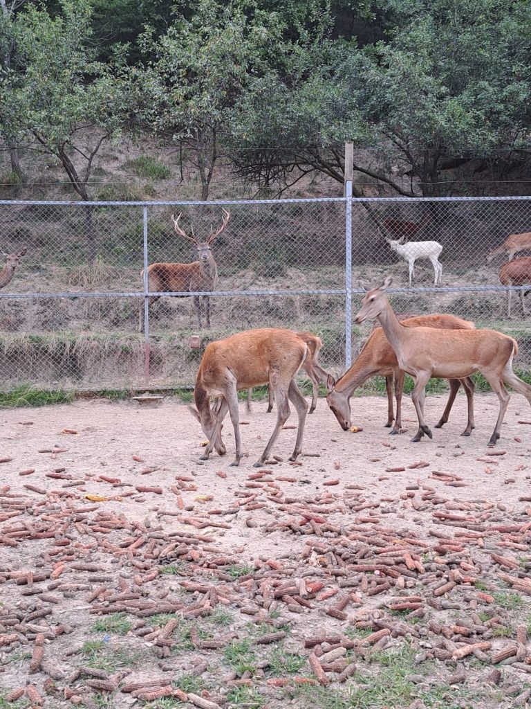 Cervus elaphus masculi si femele