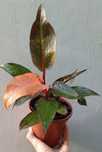 Филодендроны Philodendron ‘Prince of Orange’. Экзотическое растение