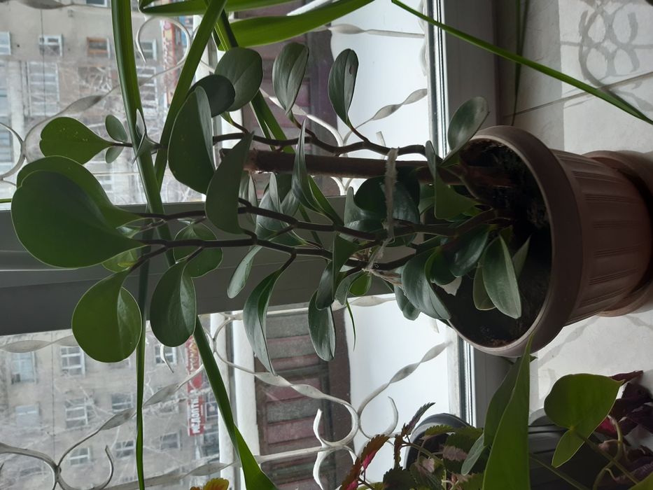 Пеперомия, красивое украшение