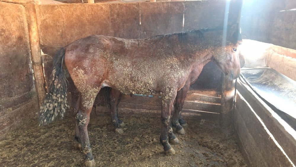 Согымга жылкы сатылады