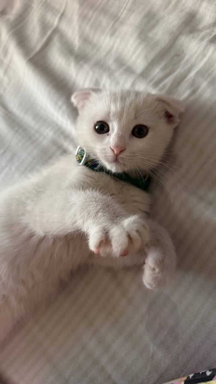 Scottish fold 2 oylik