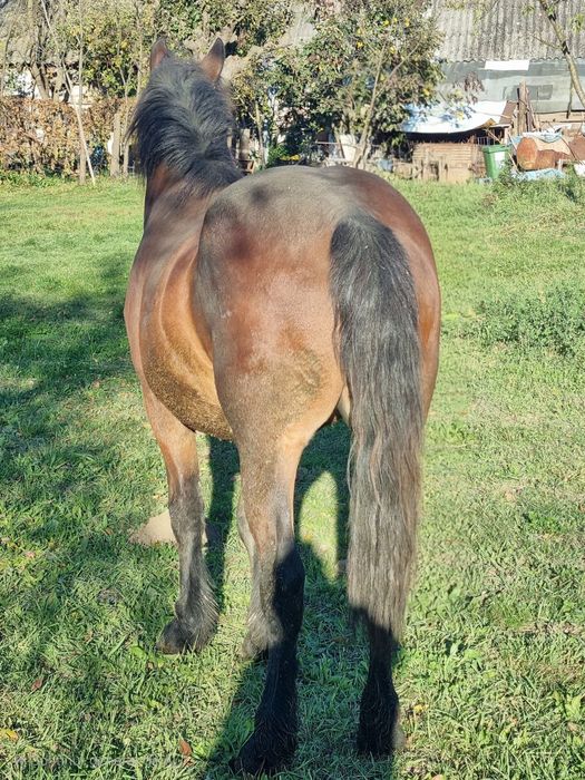 Vând Mânz castrat foarte cuminte