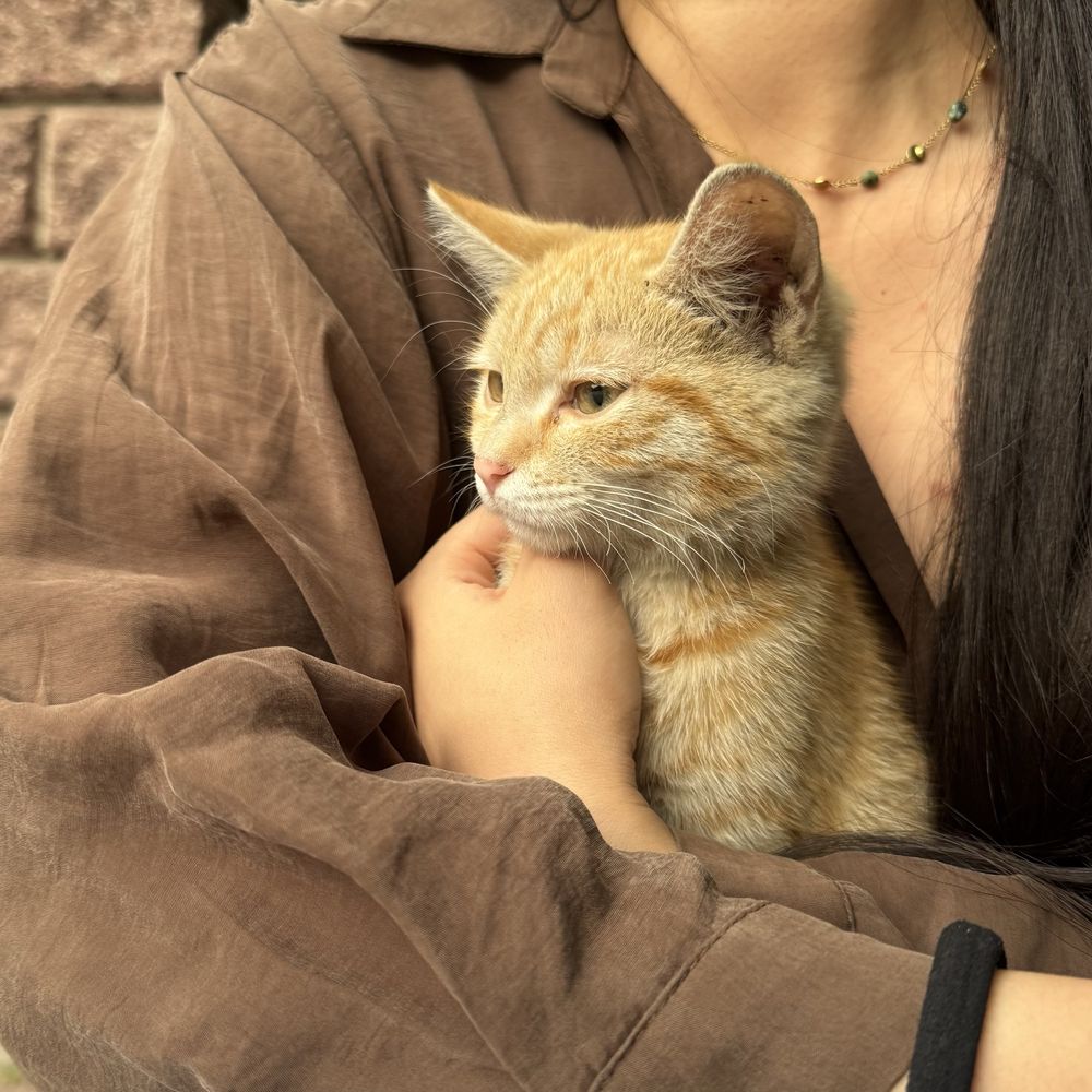 Ищем дом котенку