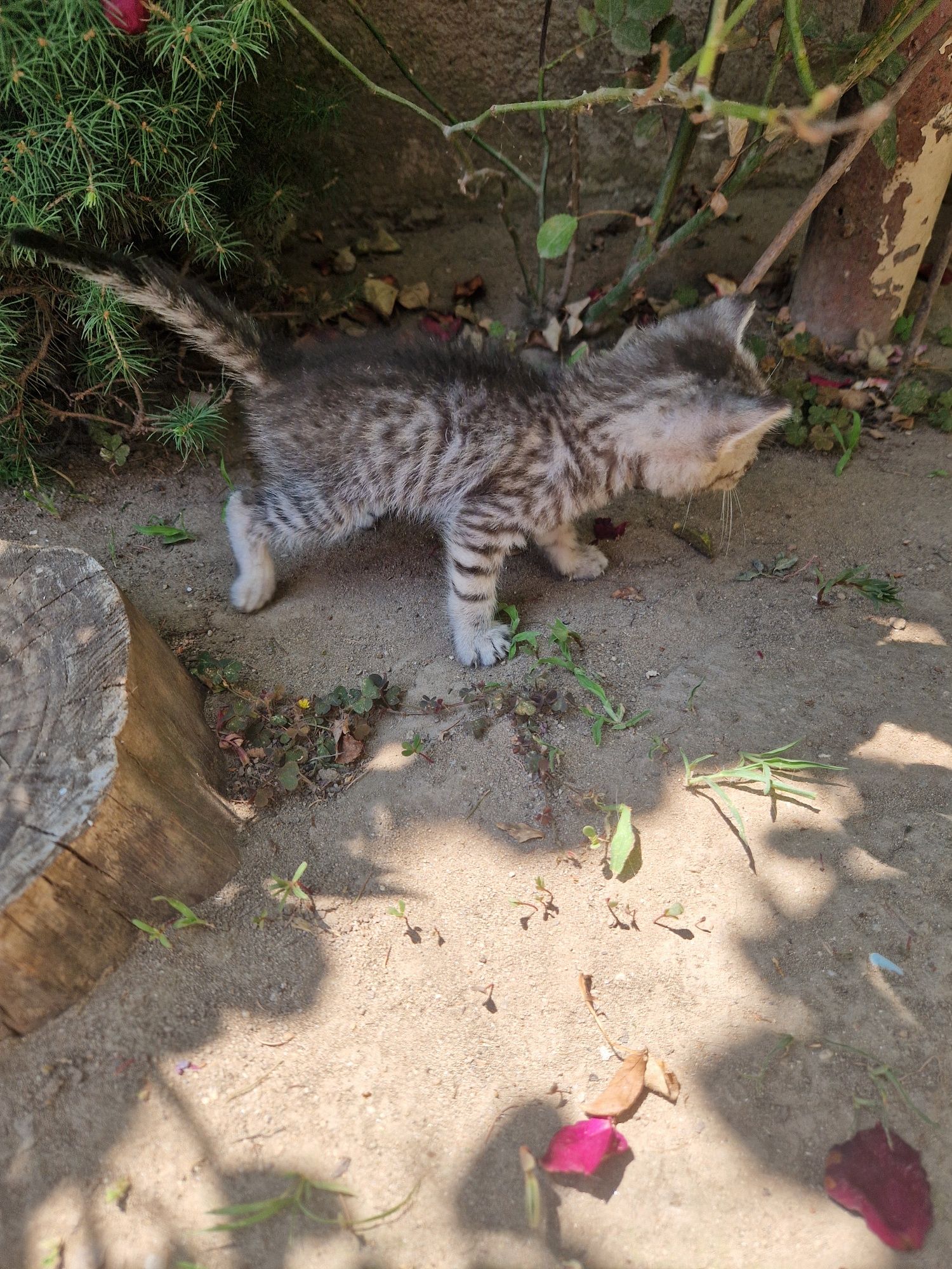 Dau pisic spre adoptie