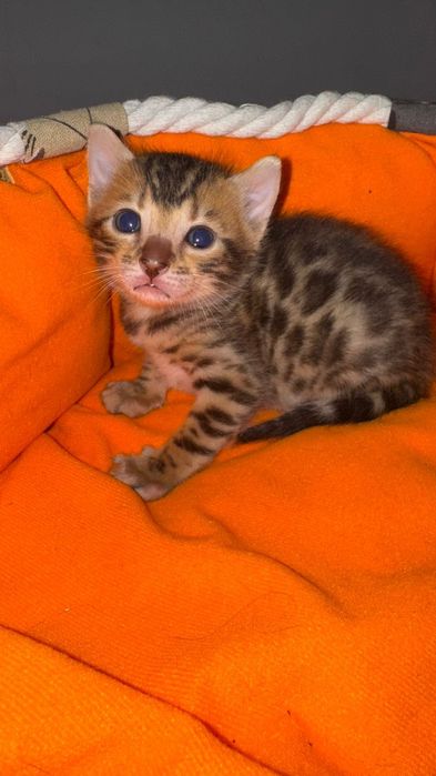 Продаём Бенгальскую кошечку