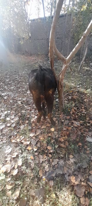 Gunojin sotladi soglom