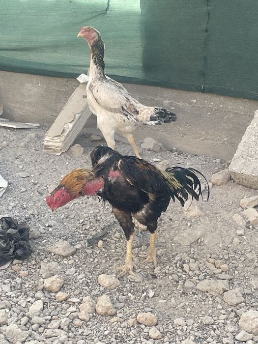 Dakan xoroz touq jojala sotiladi