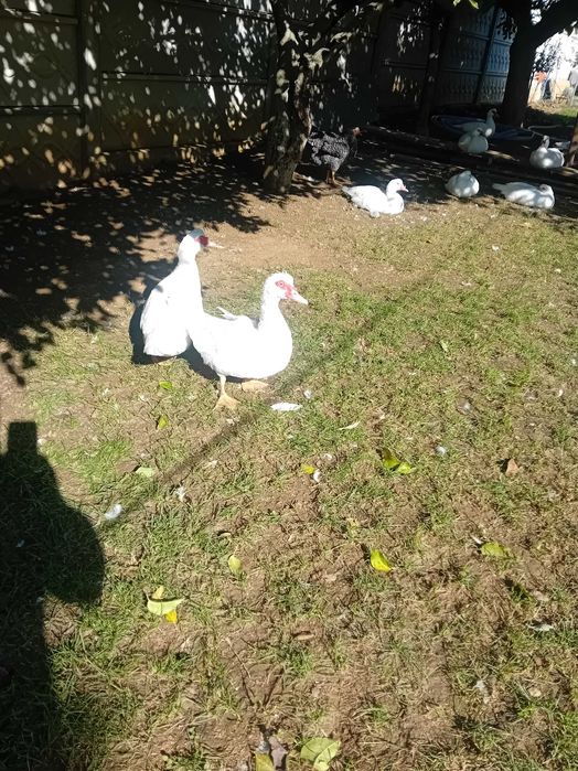 Vand rațe mute de casă