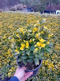 Vând eunonymus plantă crescută  în ghiveci