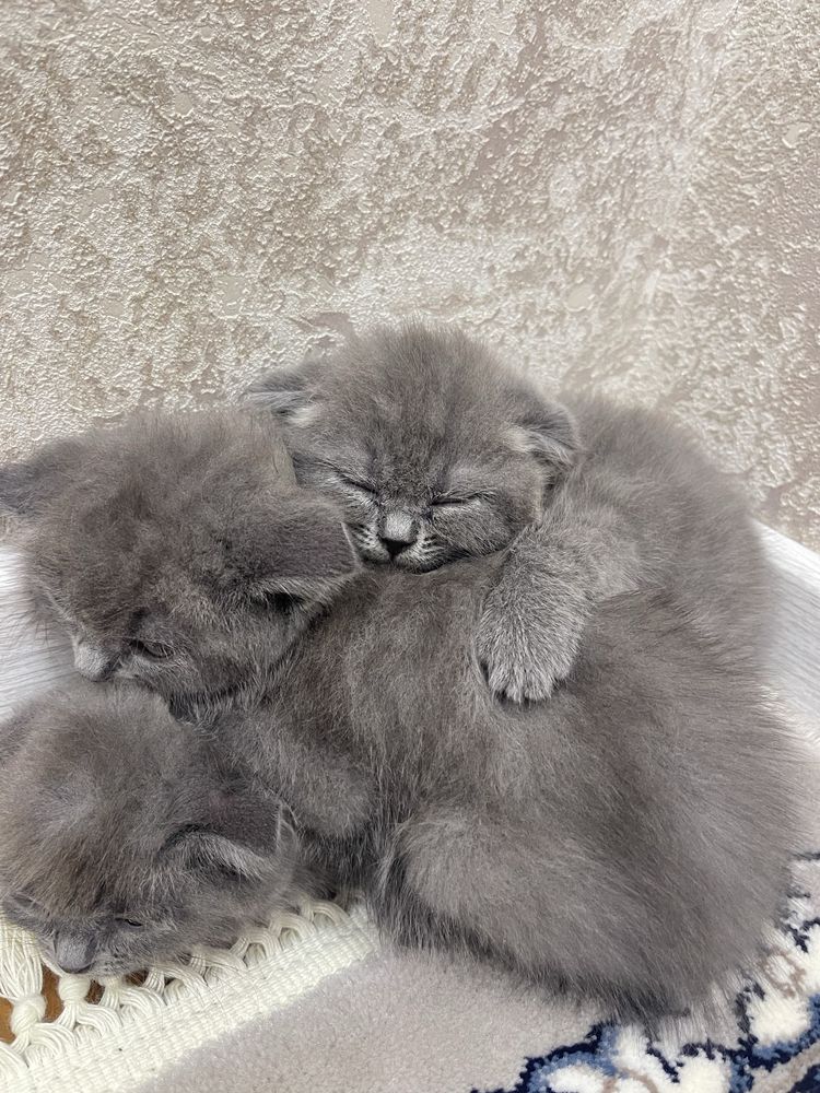 Продается котята скоттиш-фолд и страйт