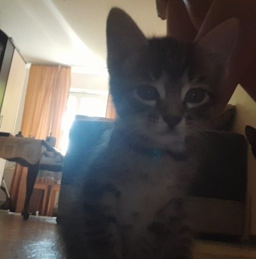 Отдаём котят в добрые руки